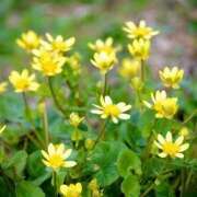 ヒメ日記 2025/01/23 20:22 投稿 川上あいり 五十路マダム 愛されたい熟女たち 高松店