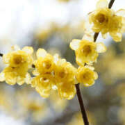 ヒメ日記 2025/01/31 18:02 投稿 川上あいり 五十路マダム 愛されたい熟女たち 高松店