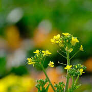 ヒメ日記 2025/02/11 11:40 投稿 川上あいり 五十路マダム 愛されたい熟女たち 高松店