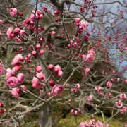 ヒメ日記 2025/02/16 11:06 投稿 川上あいり 五十路マダム 愛されたい熟女たち 高松店