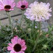 ヒメ日記 2025/03/01 10:40 投稿 川上あいり 五十路マダム 愛されたい熟女たち 高松店