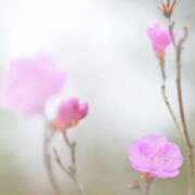 ヒメ日記 2025/03/09 11:06 投稿 川上あいり 五十路マダム 愛されたい熟女たち 高松店