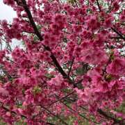 ヒメ日記 2025/03/14 20:42 投稿 川上あいり 五十路マダム 愛されたい熟女たち 高松店