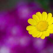 ヒメ日記 2025/03/15 12:32 投稿 川上あいり 五十路マダム 愛されたい熟女たち 高松店