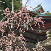 ヒメ日記 2025/03/15 23:16 投稿 川上あいり 五十路マダム 愛されたい熟女たち 高松店