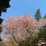 ヒメ日記 2025/03/24 11:34 投稿 川上あいり 五十路マダム 愛されたい熟女たち 高松店