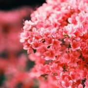 ヒメ日記 2025/04/27 12:06 投稿 川上あいり 五十路マダム 愛されたい熟女たち 高松店