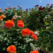 ヒメ日記 2025/05/11 11:00 投稿 川上あいり 五十路マダム 愛されたい熟女たち 高松店