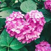 ヒメ日記 2025/06/20 23:54 投稿 川上あいり 五十路マダム 愛されたい熟女たち 高松店