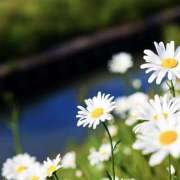 ヒメ日記 2025/09/06 07:20 投稿 川上あいり 五十路マダム 愛されたい熟女たち 高松店