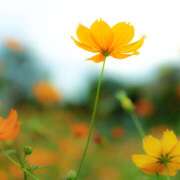 ヒメ日記 2025/09/15 08:46 投稿 川上あいり 五十路マダム 愛されたい熟女たち 高松店