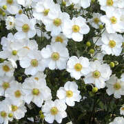 ヒメ日記 2025/09/25 20:16 投稿 川上あいり 五十路マダム 愛されたい熟女たち 高松店