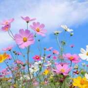 ヒメ日記 2025/10/12 17:42 投稿 川上あいり 五十路マダム 愛されたい熟女たち 高松店