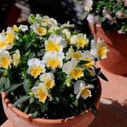 ヒメ日記 2025/11/09 11:12 投稿 川上あいり 五十路マダム 愛されたい熟女たち 高松店