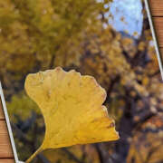 ヒメ日記 2025/11/29 10:40 投稿 川上あいり 五十路マダム 愛されたい熟女たち 高松店