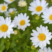 ヒメ日記 2025/12/20 15:38 投稿 川上あいり 五十路マダム 愛されたい熟女たち 高松店