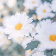 ヒメ日記 2026/01/10 11:08 投稿 川上あいり 五十路マダム 愛されたい熟女たち 高松店