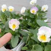 ヒメ日記 2026/02/06 12:46 投稿 川上あいり 五十路マダム 愛されたい熟女たち 高松店