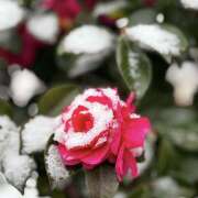 ヒメ日記 2026/02/11 21:44 投稿 川上あいり 五十路マダム 愛されたい熟女たち 高松店