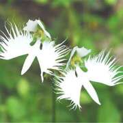 ヒメ日記 2026/02/24 21:00 投稿 川上あいり 五十路マダム 愛されたい熟女たち 高松店