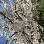 ヒメ日記 2026/04/05 12:02 投稿 川上あいり 五十路マダム 愛されたい熟女たち 高松店