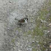 ヒメ日記 2025/01/29 22:02 投稿 りいさ プラチナ