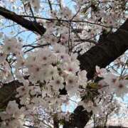 ヒメ日記 2025/04/26 22:52 投稿 りいさ プラチナ