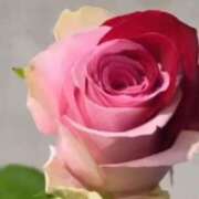 ヒメ日記 2025/04/01 22:40 投稿 紅羽【くれは】 丸妻 西船橋店