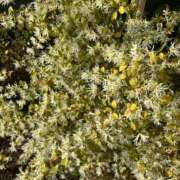 ヒメ日記 2025/04/06 19:15 投稿 紅羽【くれは】 丸妻 西船橋店