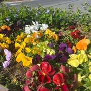 ヒメ日記 2025/04/14 15:09 投稿 紅羽【くれは】 丸妻 西船橋店