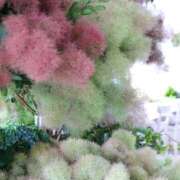 ヒメ日記 2025/06/03 07:01 投稿 紅羽【くれは】 丸妻 西船橋店