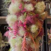 ヒメ日記 2025/06/12 23:11 投稿 紅羽【くれは】 丸妻 西船橋店