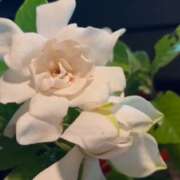 ヒメ日記 2025/06/22 10:36 投稿 紅羽【くれは】 丸妻 西船橋店