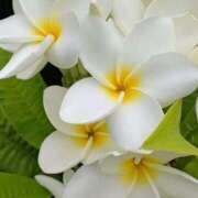 ヒメ日記 2025/07/22 05:55 投稿 紅羽【くれは】 丸妻 西船橋店