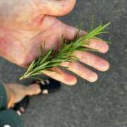 ヒメ日記 2025/08/04 06:19 投稿 紅羽【くれは】 丸妻 西船橋店