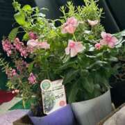 ヒメ日記 2025/09/21 15:47 投稿 紅羽【くれは】 丸妻 西船橋店