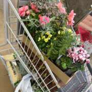 ヒメ日記 2025/10/24 19:10 投稿 紅羽【くれは】 丸妻 西船橋店