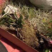 ヒメ日記 2025/10/24 19:17 投稿 紅羽【くれは】 丸妻 西船橋店