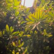 ヒメ日記 2025/11/02 18:52 投稿 紅羽【くれは】 丸妻 西船橋店