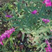 ヒメ日記 2025/11/04 07:48 投稿 紅羽【くれは】 丸妻 西船橋店