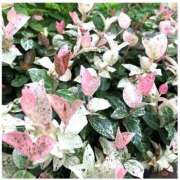 ヒメ日記 2025/11/06 09:07 投稿 紅羽【くれは】 丸妻 西船橋店