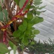 ヒメ日記 2025/11/16 08:09 投稿 紅羽【くれは】 丸妻 西船橋店