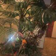 ヒメ日記 2025/11/16 10:08 投稿 紅羽【くれは】 丸妻 西船橋店