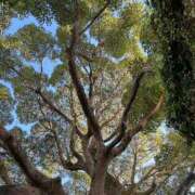 ヒメ日記 2025/11/25 11:34 投稿 紅羽【くれは】 丸妻 西船橋店