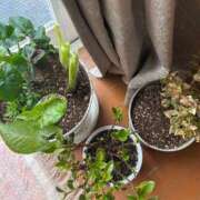 ヒメ日記 2025/12/14 09:57 投稿 紅羽【くれは】 丸妻 西船橋店