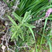 ヒメ日記 2025/12/16 08:35 投稿 紅羽【くれは】 丸妻 西船橋店