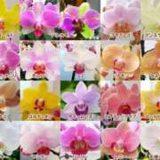 ヒメ日記 2025/12/16 17:14 投稿 紅羽【くれは】 丸妻 西船橋店