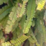 ヒメ日記 2026/01/10 13:17 投稿 紅羽【くれは】 丸妻 西船橋店