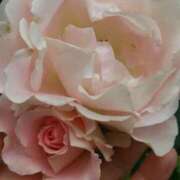 ヒメ日記 2026/01/25 14:48 投稿 紅羽【くれは】 丸妻 西船橋店