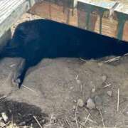 ヒメ日記 2026/02/07 18:52 投稿 紅羽【くれは】 丸妻 西船橋店